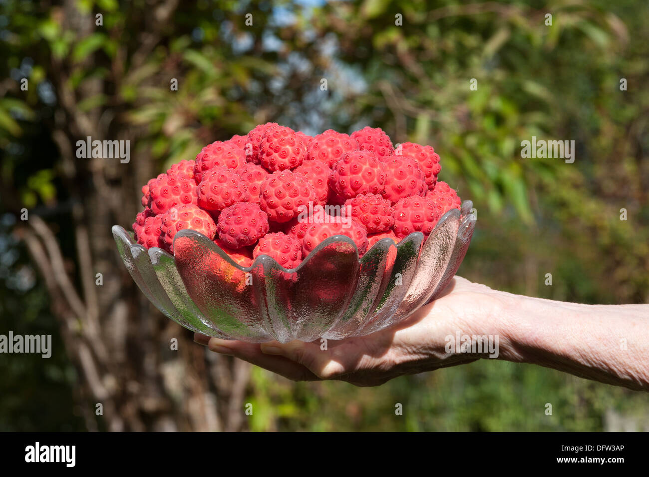 Frisch gepflückten Früchte des Baumes Kousa Hartriegel in eine Glasschüssel Stockfoto