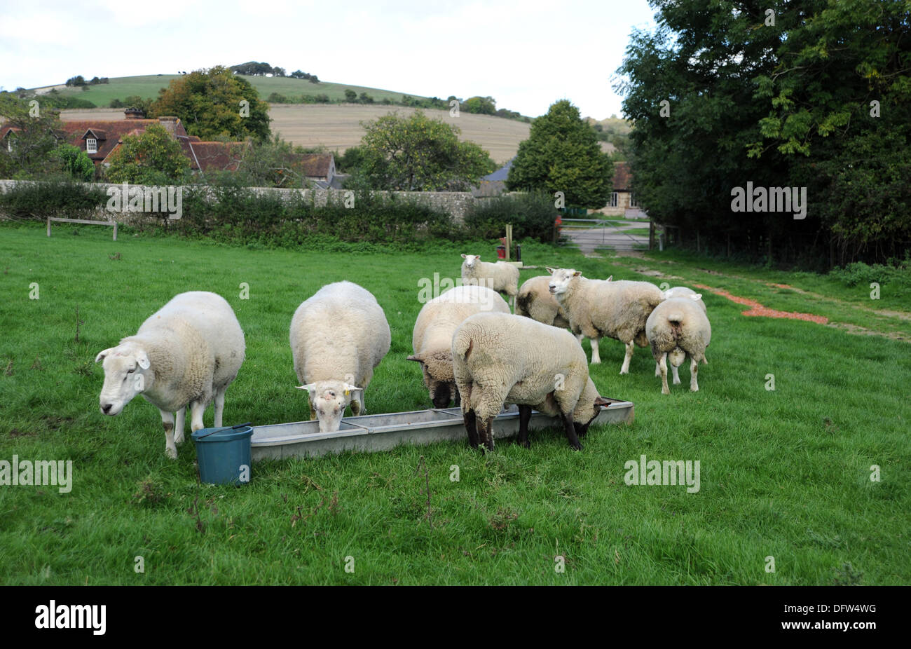Rams in Saddlescombe auf der South Downs in Sussex UK Stockfoto