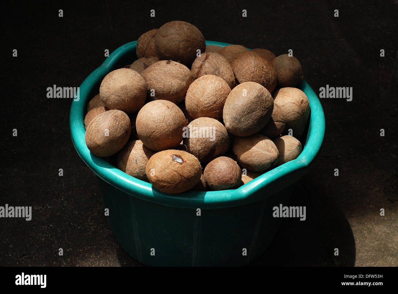 trockenen Kokosnüsse; Dies dient zum Kochen und macht Öl Stockfoto