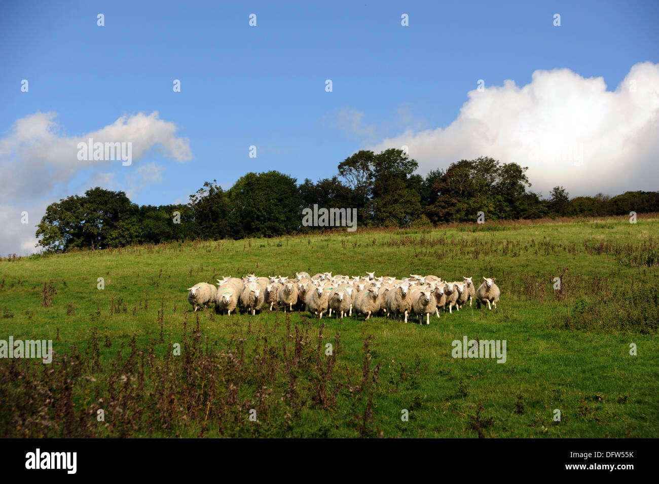 Schaf Herde Weiden im Bereich auf Saddlescombe Farm Devils Dyke Brighton UK Stockfoto