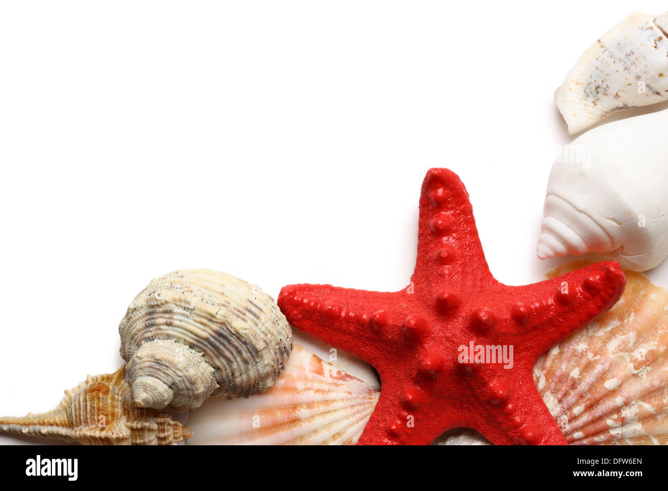 SeaStar und Muscheln auf weiß Stockfoto