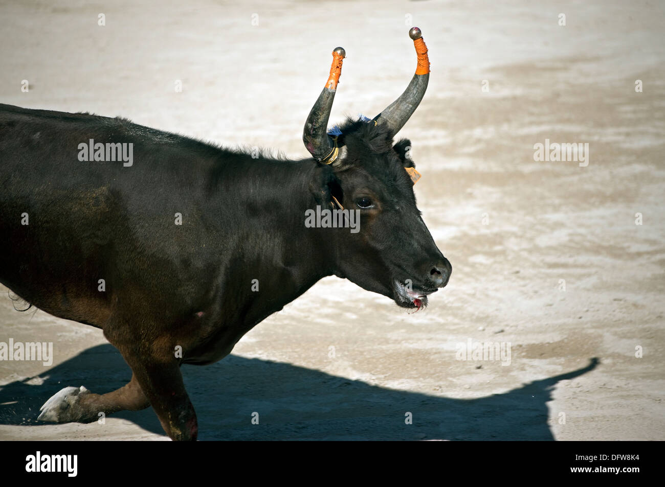 Französische Stierkampf, Kurs Camargue, Stierkampf, Fontvieille Frankreich, Bull, bei voller Ladung, David Collingwood Stockfoto