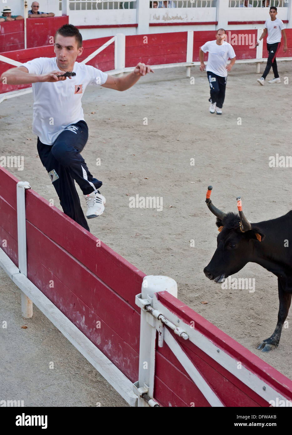 Französische Stierkampf, Kurs Camargue, Stierkampf, Fontvieille Frankreich, Stier bei voller Ladung in Richtung running Bull fighter Stockfoto