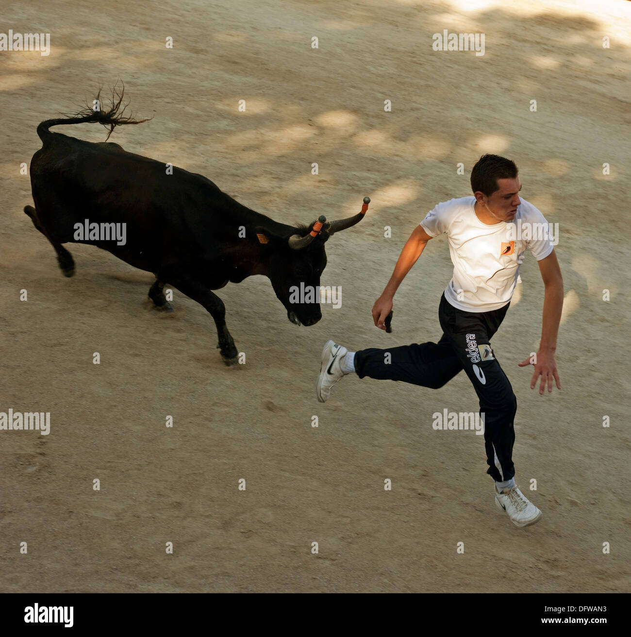 Französische Stierkampf, Kurs Camargue, Stierkampf, Fontvieille Frankreich, Stier bei voller Ladung in Richtung running Bull fighter Stockfoto