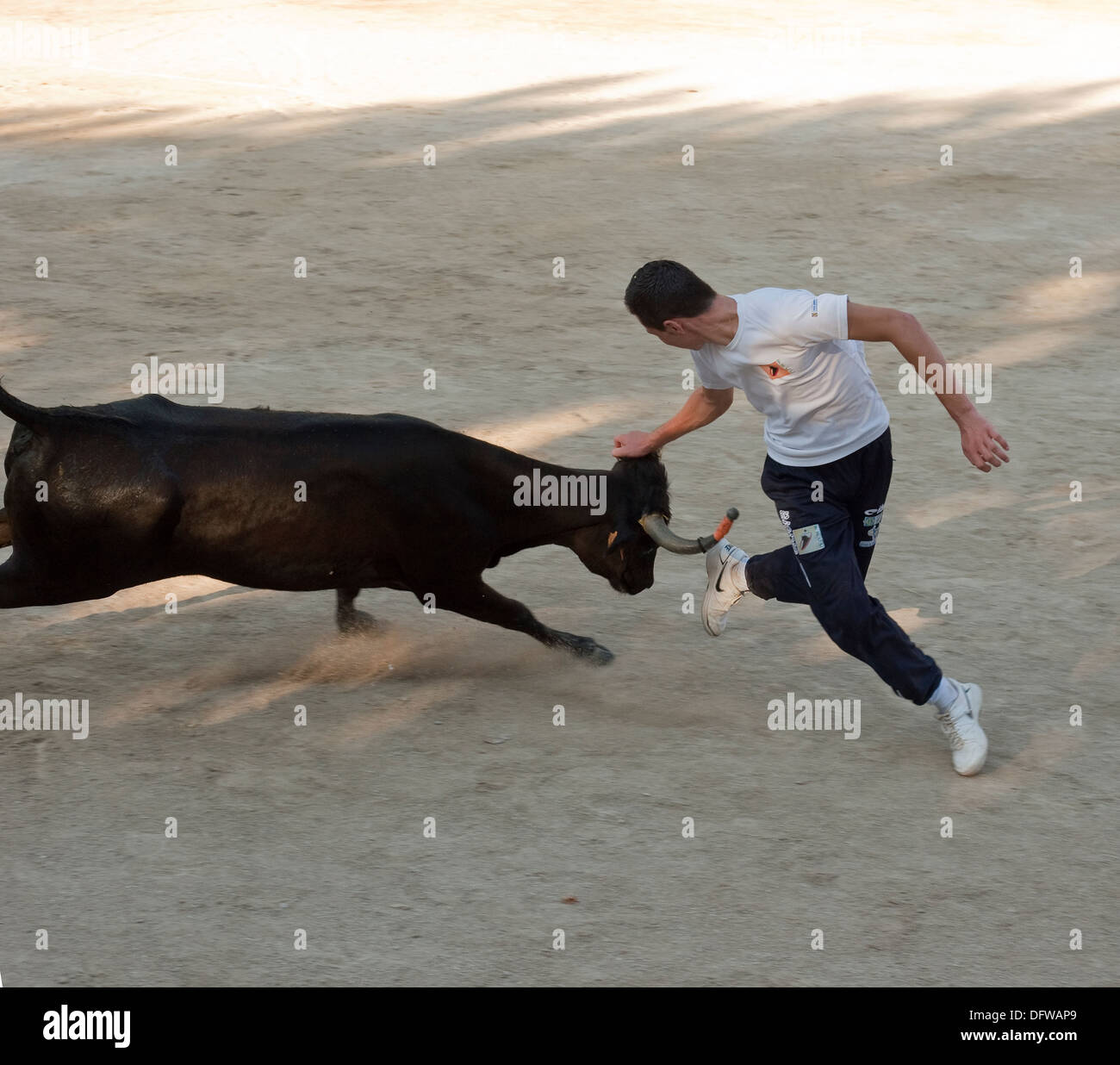 Französische Stierkampf, Kurs Camargue, Stierkampf, Fontvieille Frankreich, Stier bei voller Ladung in Richtung running Bull fighter Stockfoto