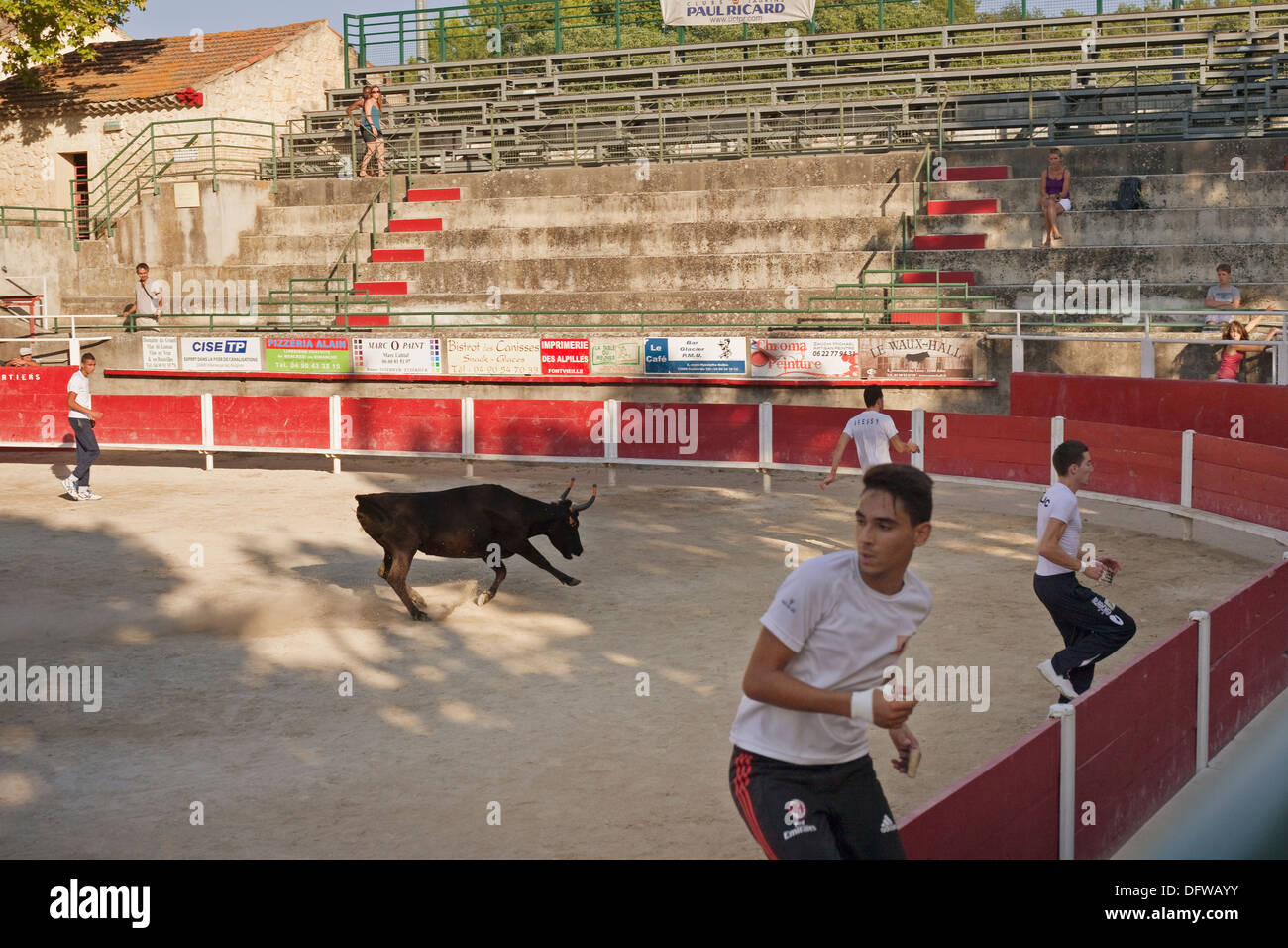 Französische Stierkampf, Kurs Camargue, Stierkampf, Fontvieille Frankreich, Stier bei voller Ladung in Richtung laufen Bull fighters Stockfoto