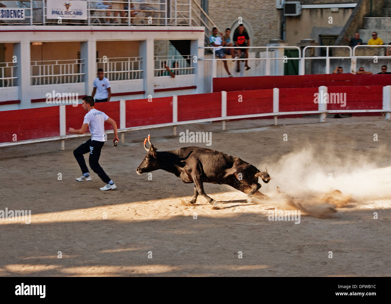 Französische Stierkampf, Kurs Camargue, Stierkampf, Fontvieille Frankreich, Stier bei voller Ladung in Richtung running Bull fighter Stockfoto