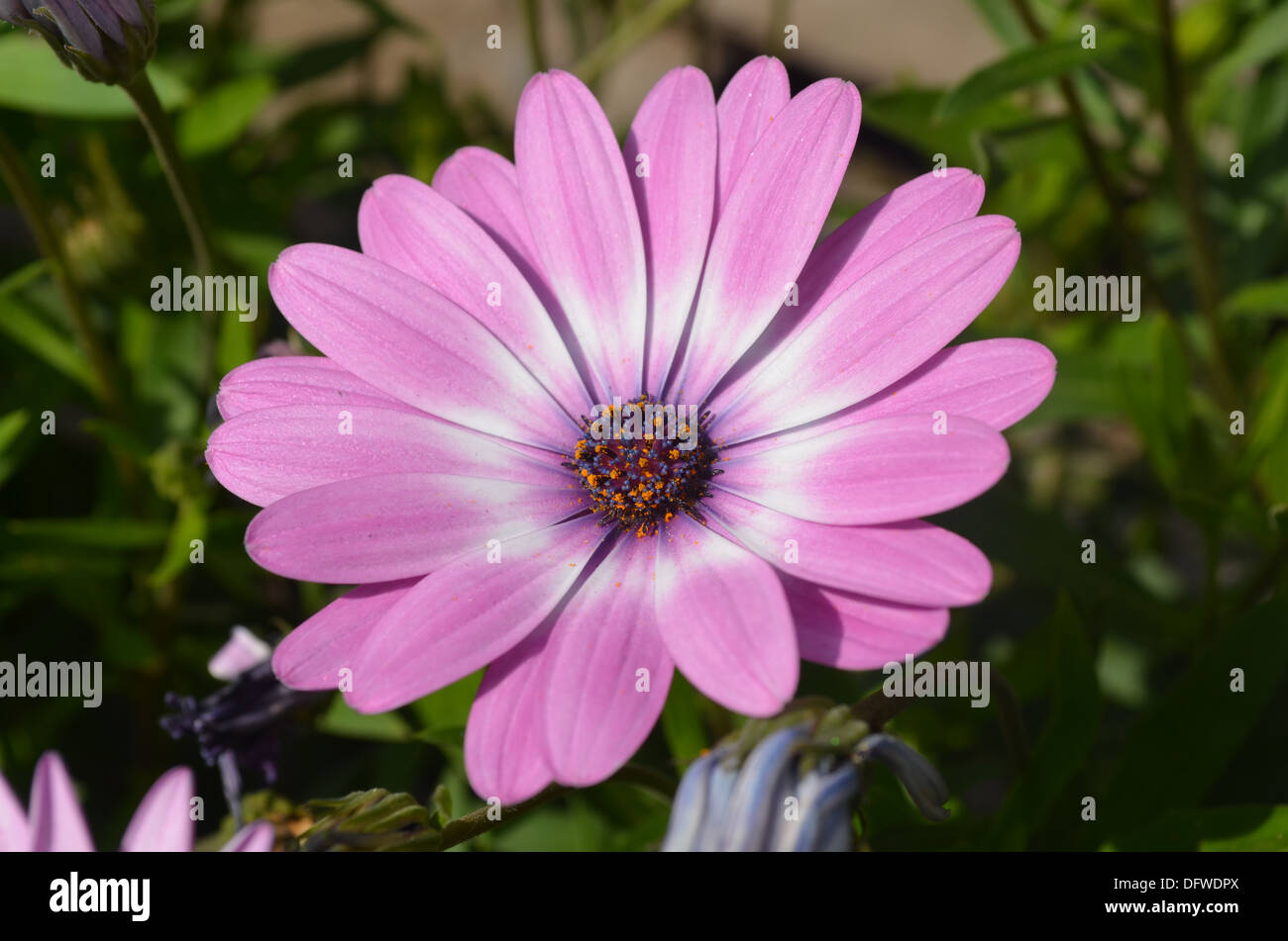 Weiße und violette Blumen blühen im Frühling in Peru Stockfoto