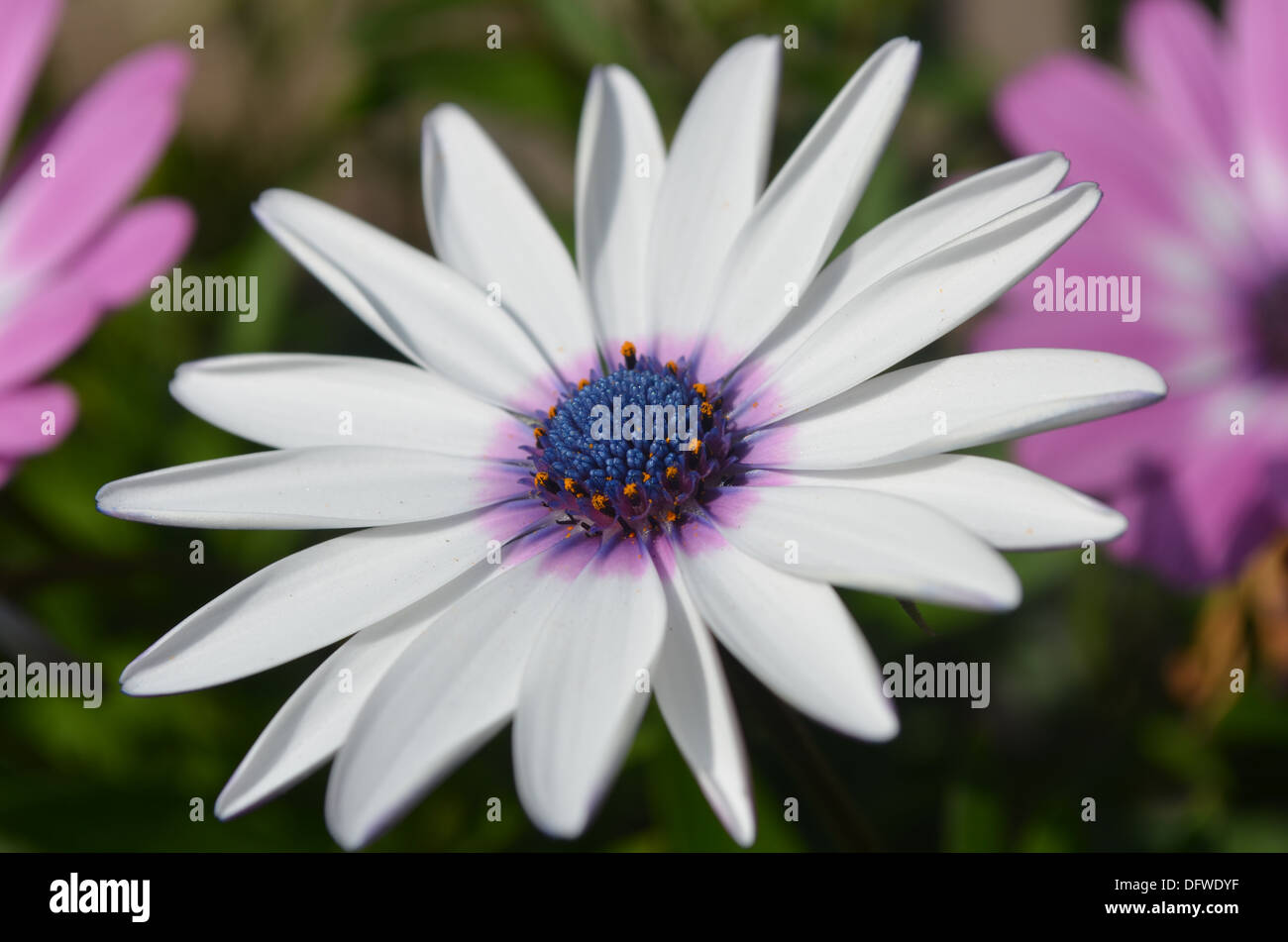 Weiße und violette Blumen blühen im Frühling in Peru Stockfoto