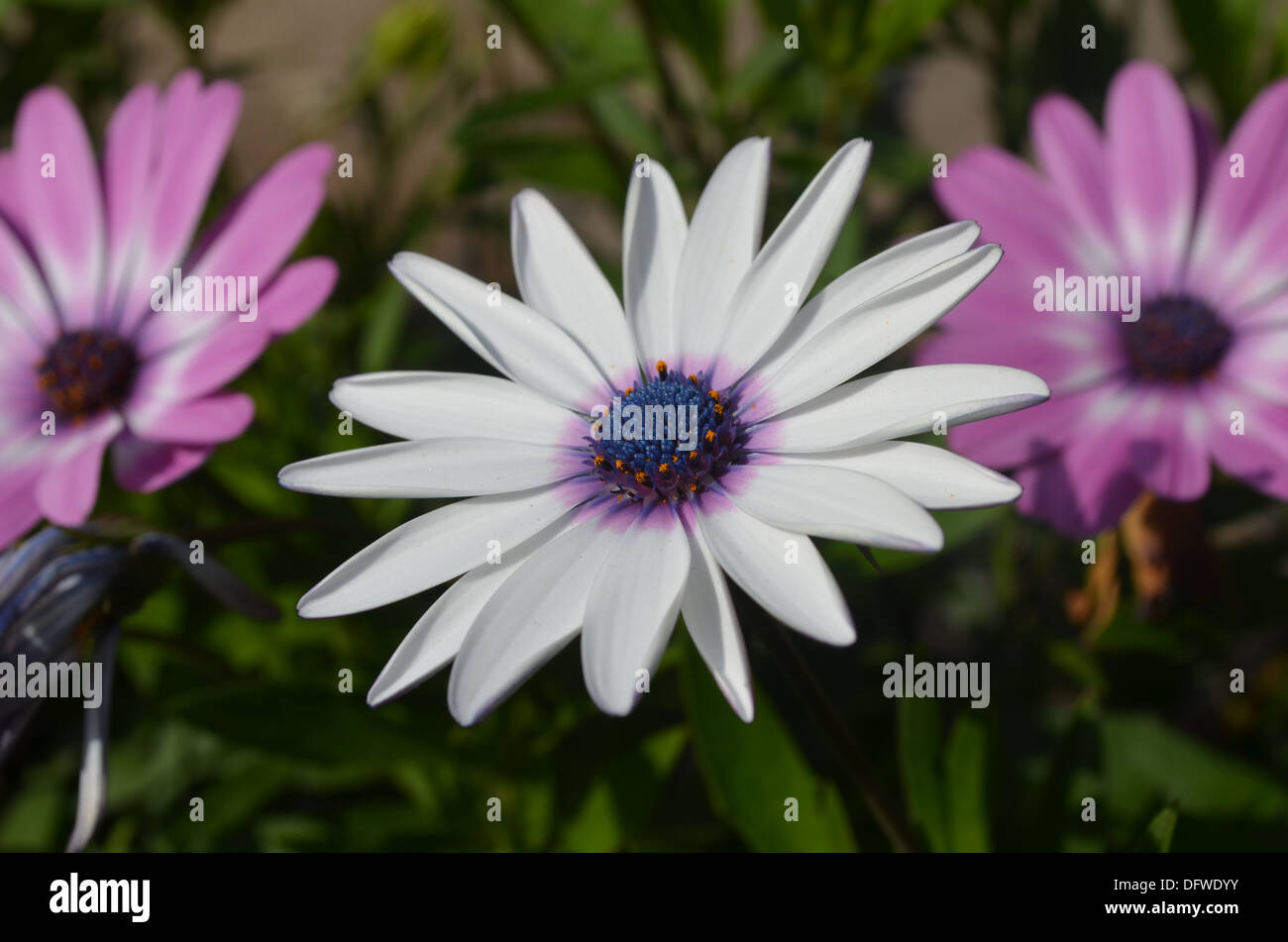 Weiße und violette Blumen blühen im Frühling in Peru Stockfoto