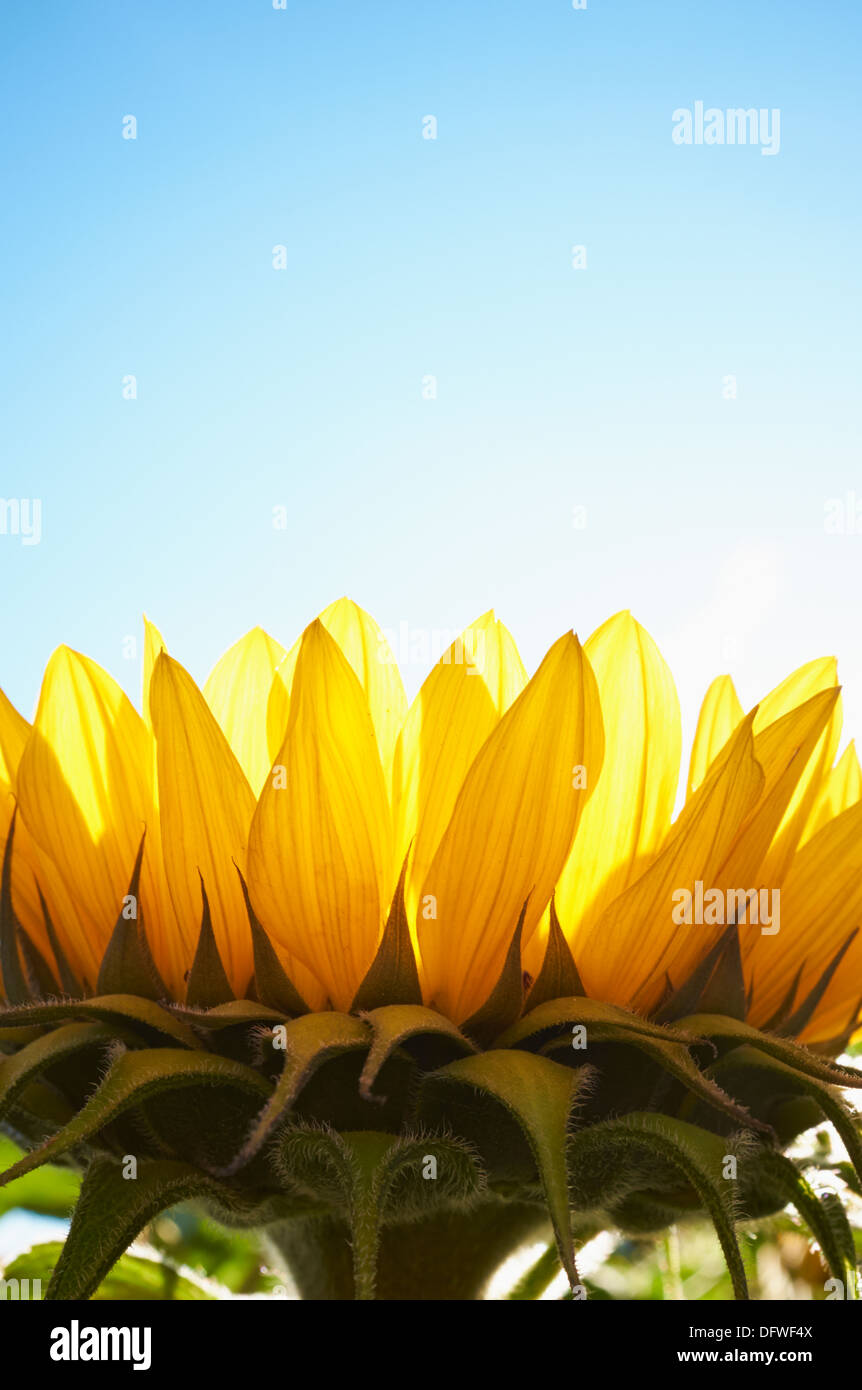 Sonnenblume Back sind erleuchtet, hautnah mit Textfreiraum. Stockfoto