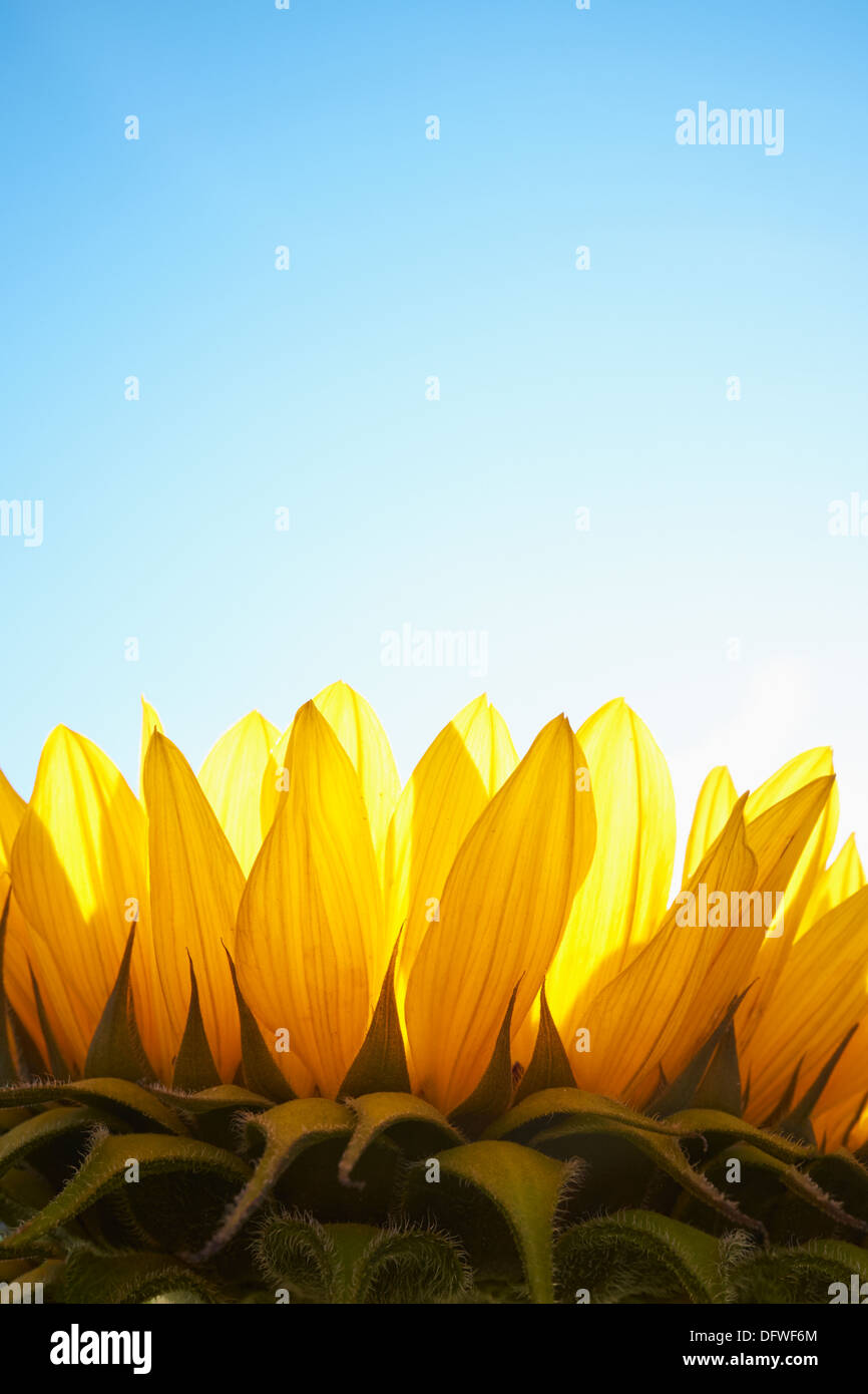 Sonnenblume Back sind erleuchtet, hautnah mit Textfreiraum. Stockfoto