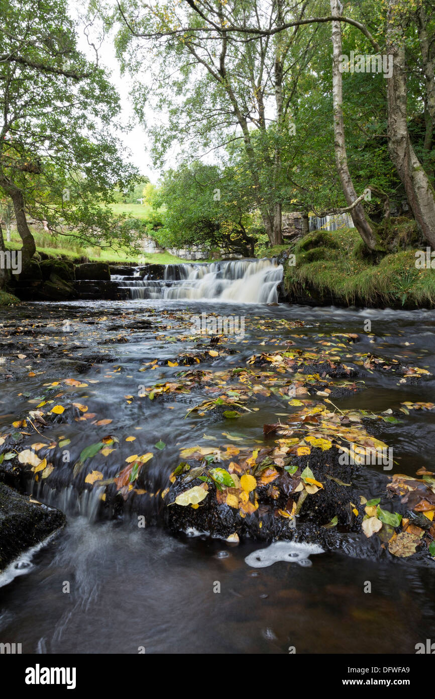 Die nahen Wasserfälle des Ostens Gill im Herbst Swaledale Yorkshire Dales UK Stockfoto