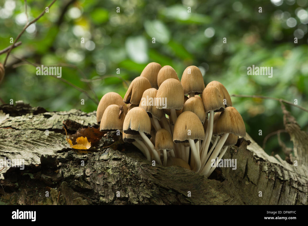 Gruppierten Woodlover einen gemeinsamen Wald Pilz Fruchtkörper aus Spalt in gefallenen Birkenbaum sprießen Stockfoto