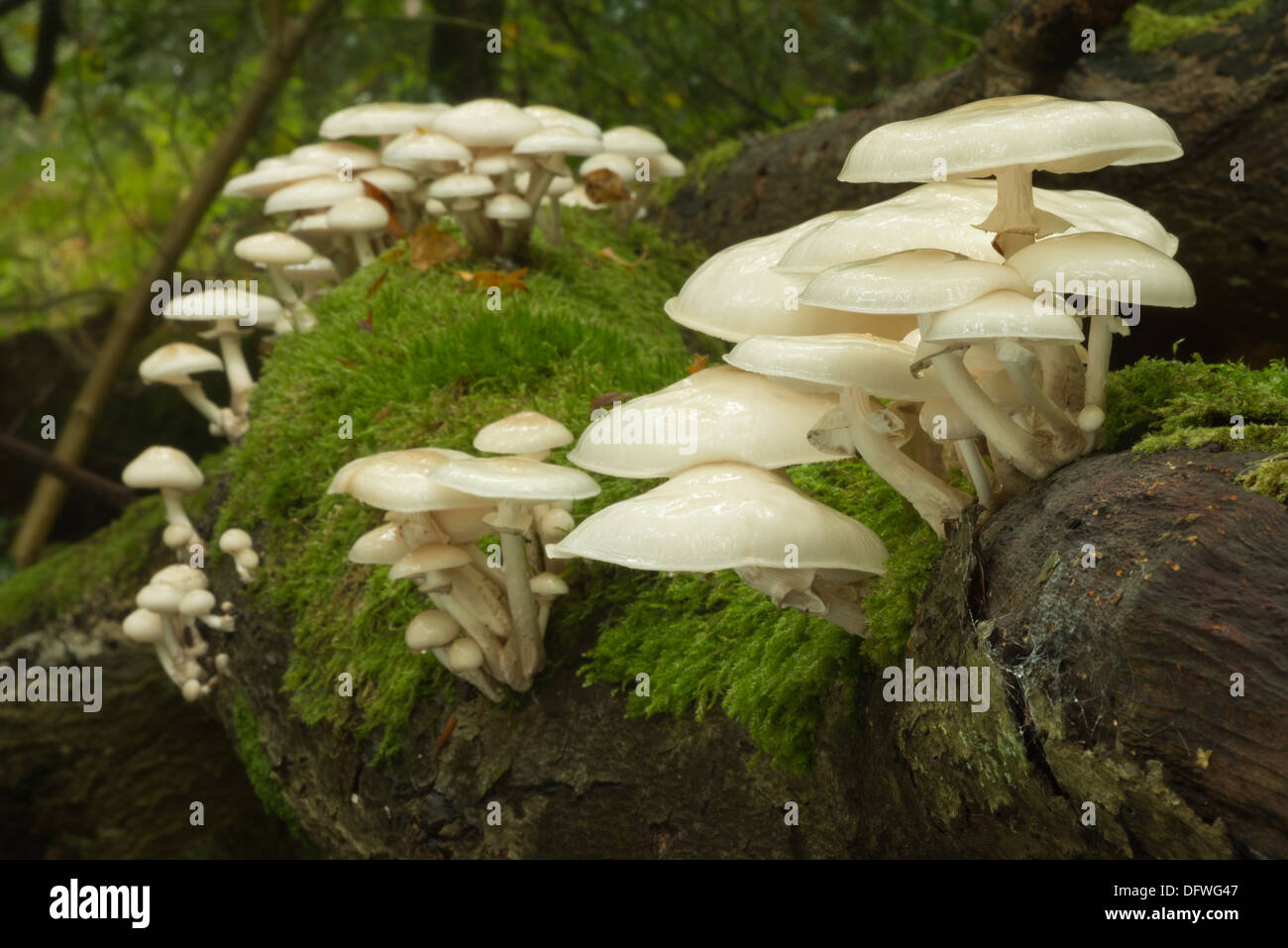 Porzellan Pilz Spezifisch F r Buche Holz Wei Und Sehr Gl nzend porzellan-pilz-spezifisch-f-r-buche-holz-wei-und-sehr-gl-nzend