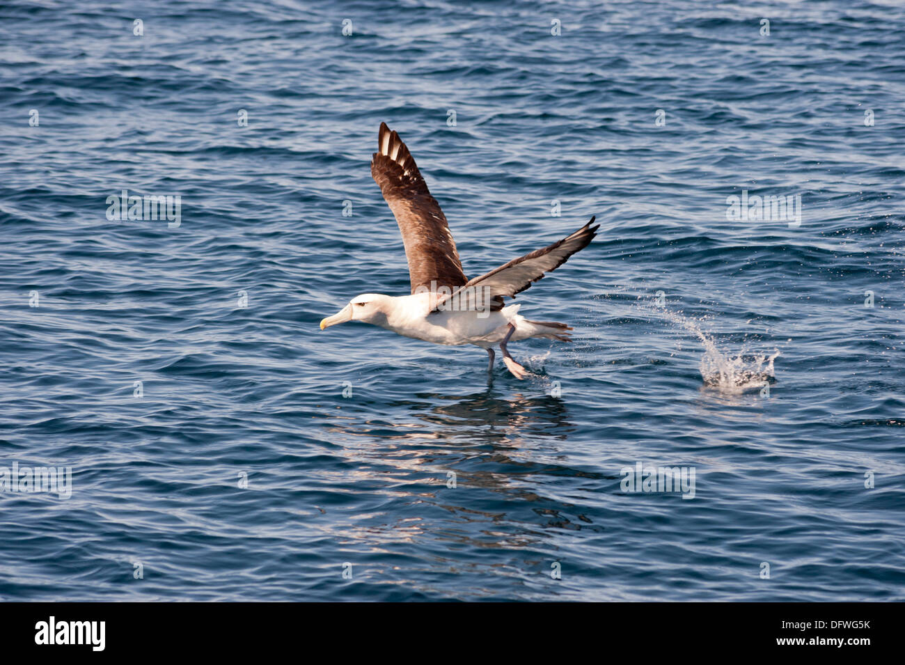 Ein Albatros zieht aus dem Meer, Kaikoura, South Island, Neuseeland. Stockfoto