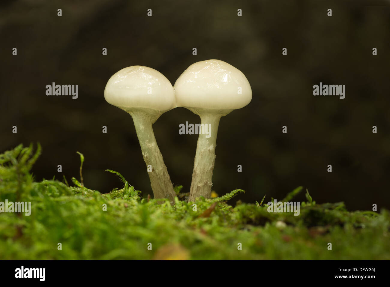 Porzellan-Pilz spezifisch für Buche Holz weiß und sehr glänzend schleimig Kappen auf tot umgestürzten Baum Holz weiß-spored Stockfoto