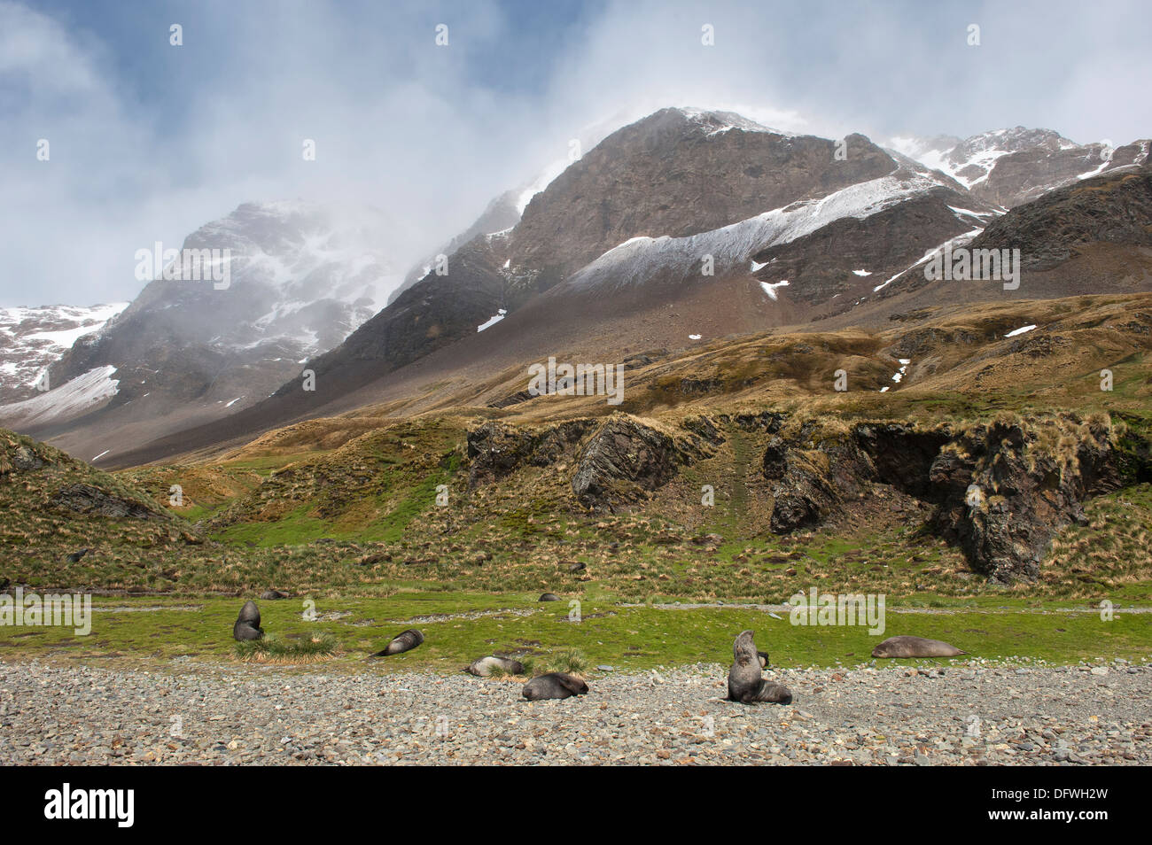 Antarktischen Seebären (Arctocephalus Gazella), Fortuna Bay, South Georgia Island Stockfoto