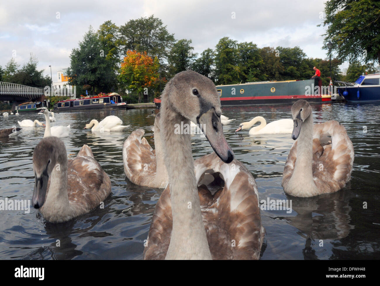 HÖCKERSCHWÄNE AUF DER KENNET UND AVON KANAL IN NEWBURY, BERKSHIRE Stockfoto