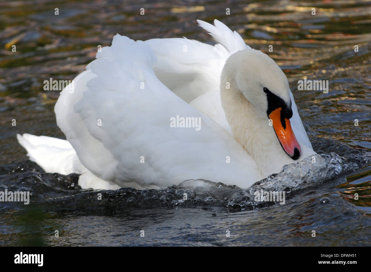 HÖCKERSCHWÄNE AUF DER KENNET UND AVON KANAL IN NEWBURY, BERKSHIRE Stockfoto