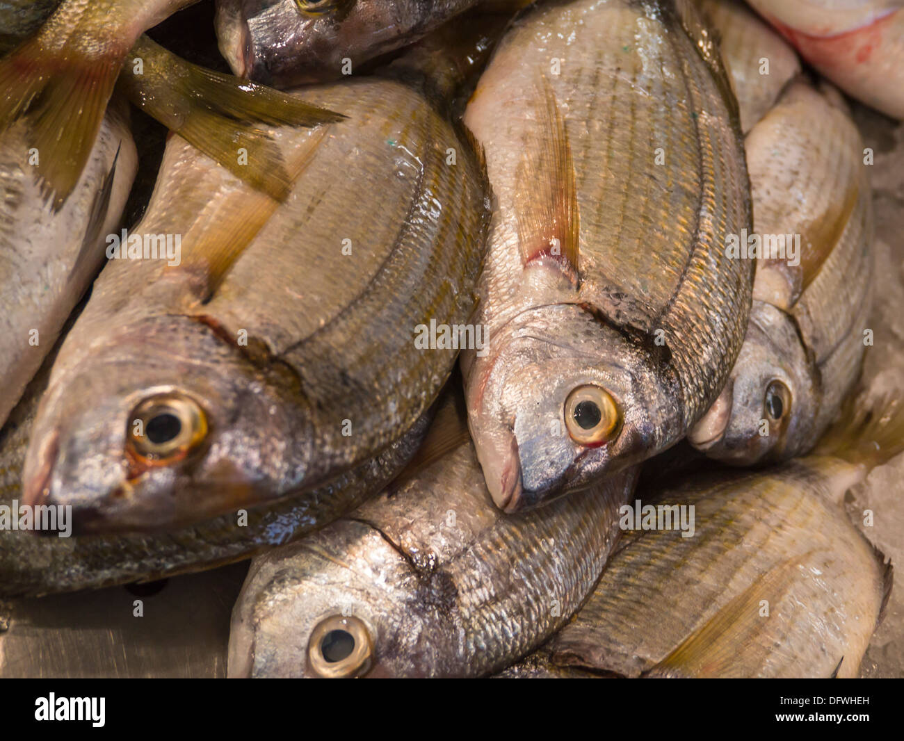 Portugal, Algarve, Loulé Fischmarkt, Haufen von Fisch auf Abschaltdruck Nahaufnahme Detail Stockfoto