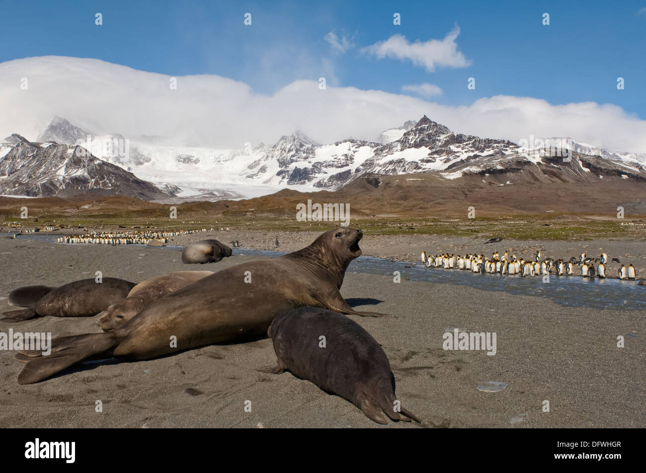 Südlichen See-Elefanten (Mirounga Leonina) vor ein König Pinguin Kolonie, St. Andrews Bay, South Georgia Island Stockfoto