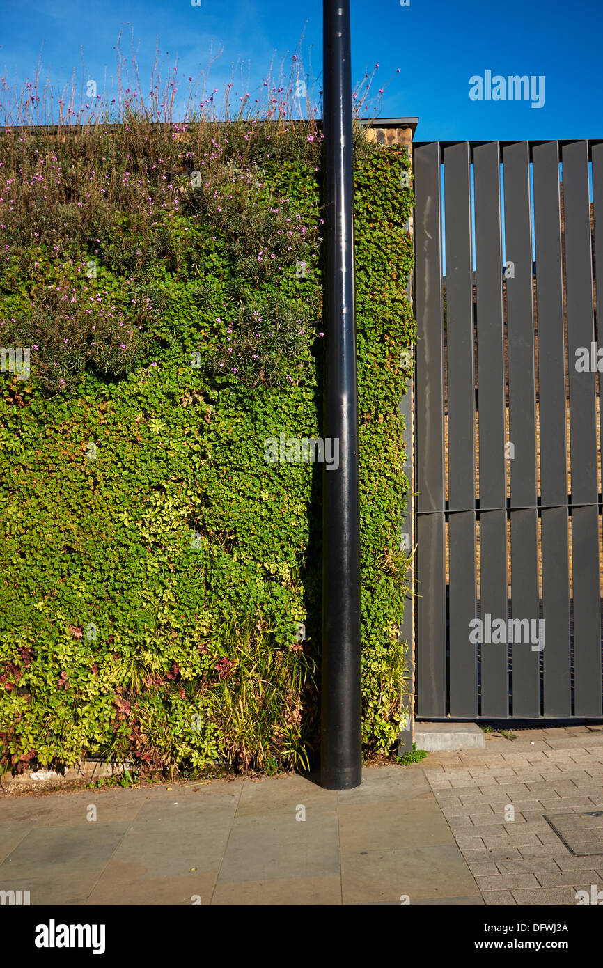 Grüne Wand Leben. Stockfoto