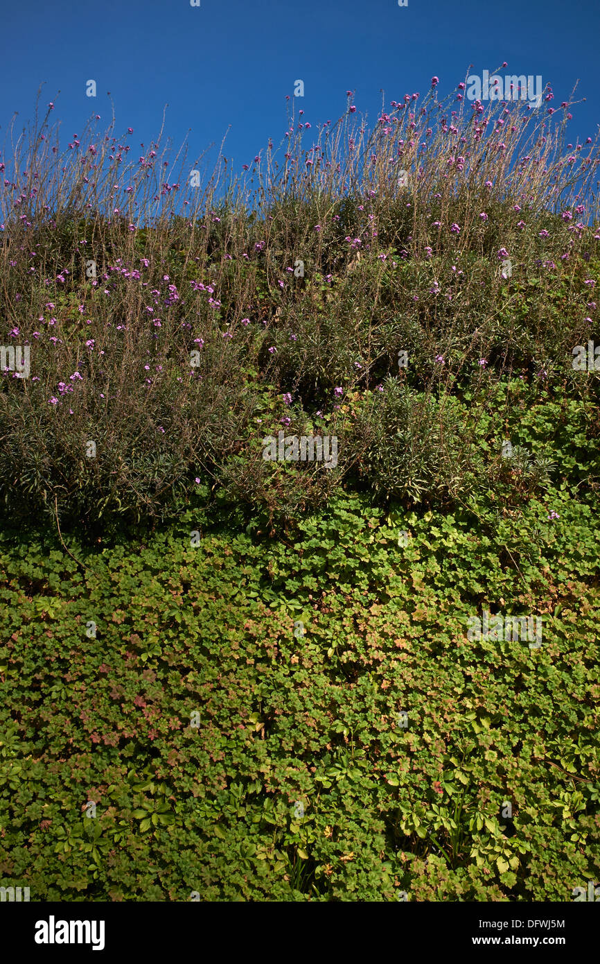 Grüne Wand Leben. Stockfoto