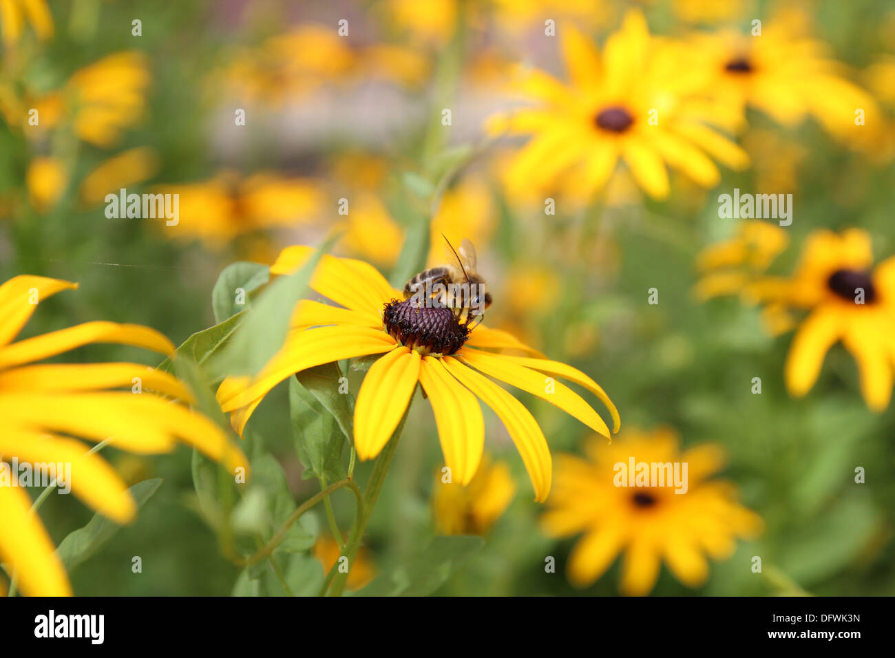 Bienen sammeln Nektar von einem riesigen daisy Stockfoto