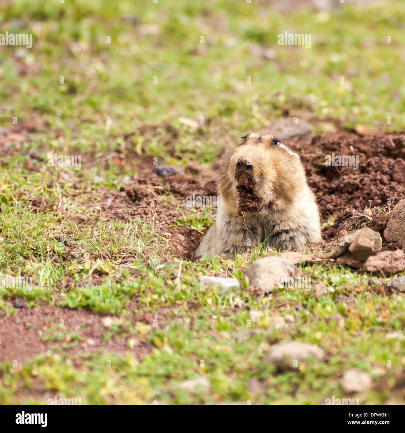 Äthiopische afrikanischen Maulwurf Ratte (Tachyoryctes Macrocephalus, Bale-Mountains-Nationalpark, Äthiopien Stockfoto