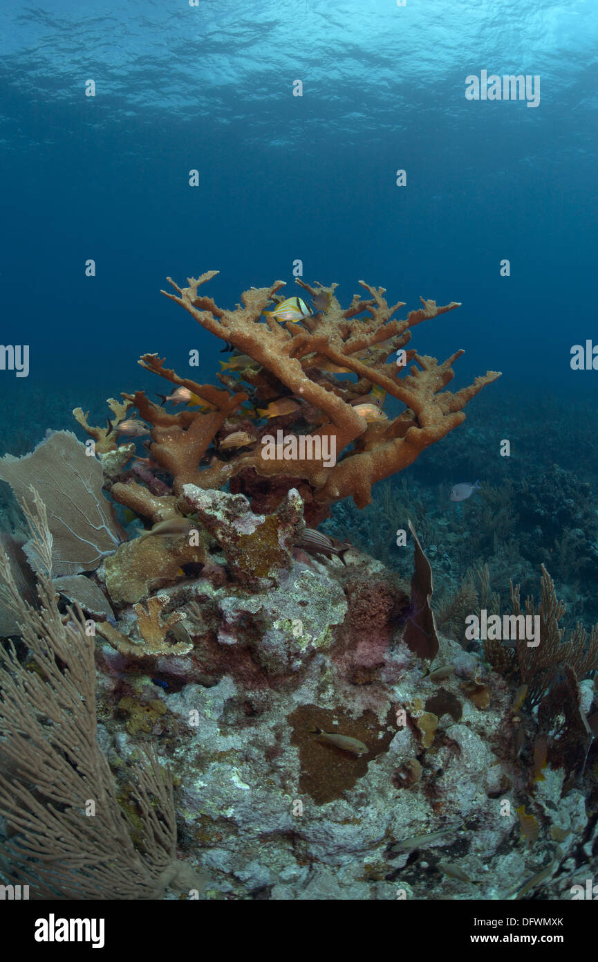Fisch ist in Filialen von seltenen und vom Aussterben bedrohte Elkhorn Korallen (Acropora Palmata) am Mesoamerican Barrier Reef versteckt. Stockfoto