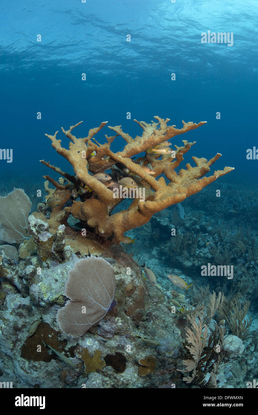 Fisch ist in Filialen von seltenen und vom Aussterben bedrohte Elkhorn Korallen (Acropora Palmata) am Mesoamerican Barrier Reef versteckt. Stockfoto