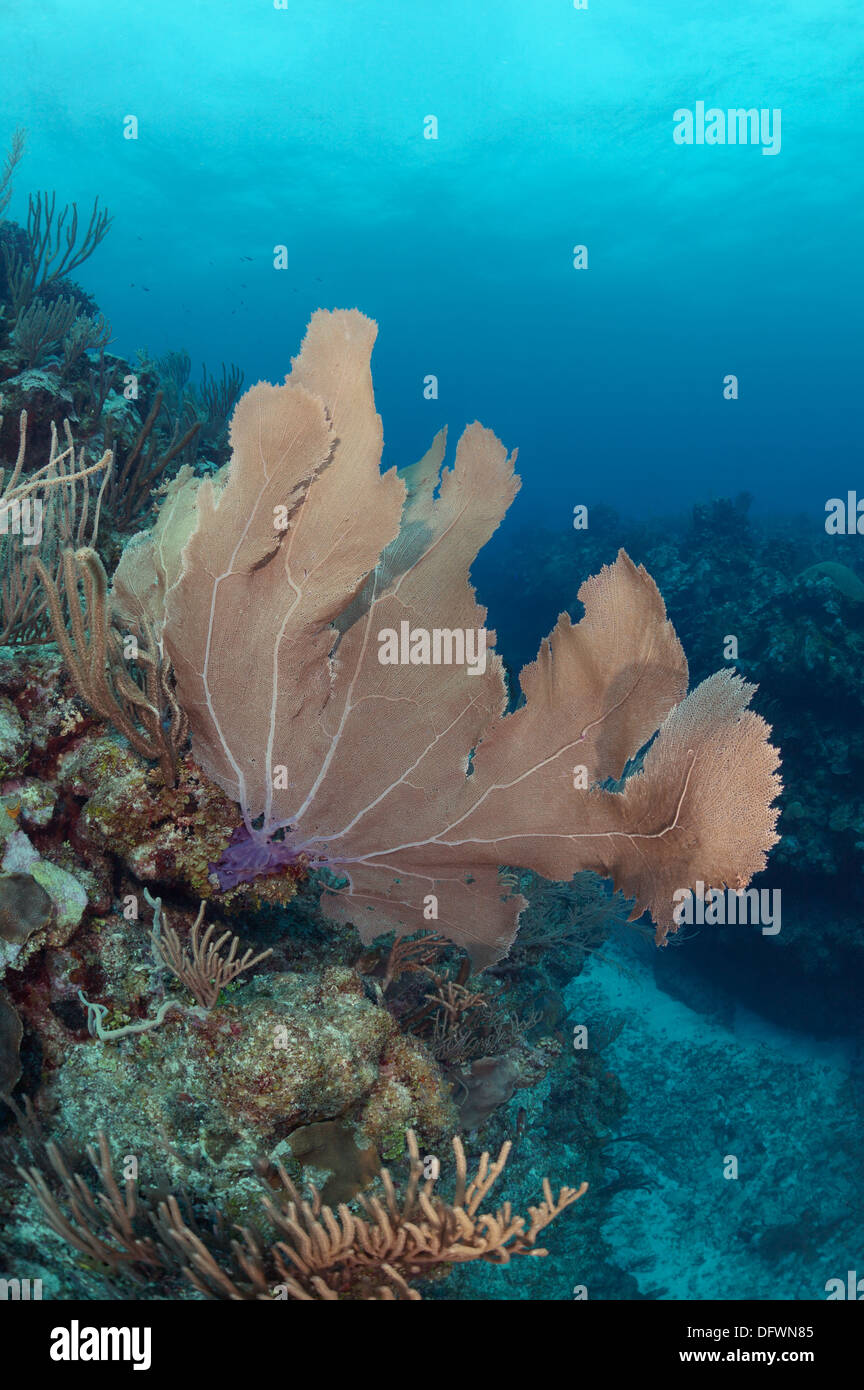Große und gesunde Weichkorallen der mesoamerikanischen Barriereriff in das kristallklare Wasser von Ambergris Caye, Belize. Fotografiert während Tauchen Stockfoto