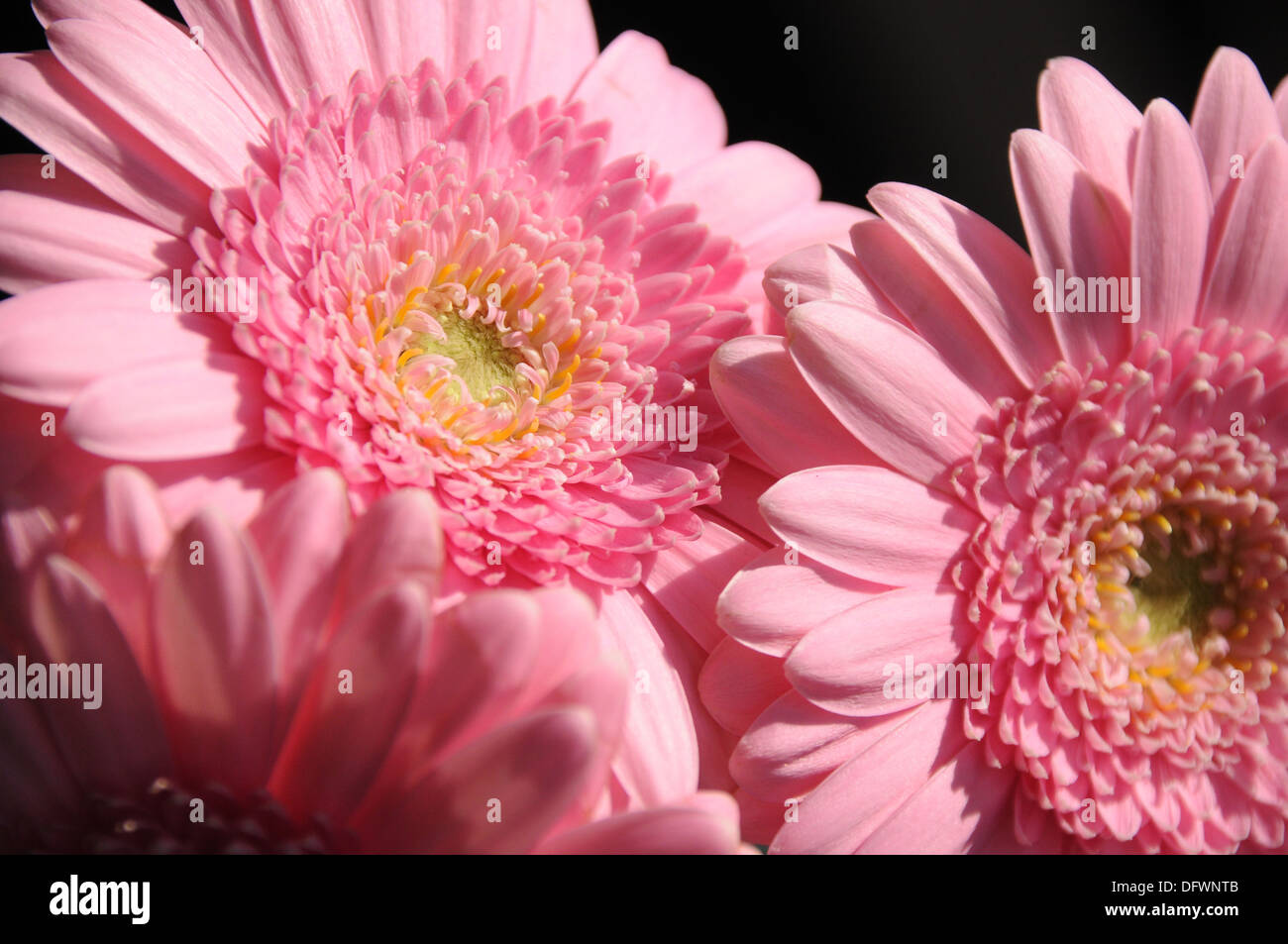 Blumen Sonnenblumen Hummel Stockfoto