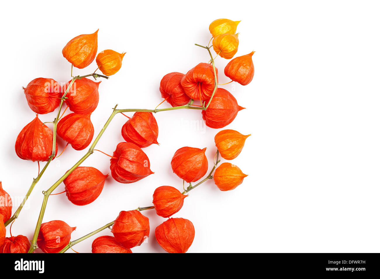 Physalis Alkekengi auf weißem Hintergrund. Zweige der chinesische Laterne Stockfoto