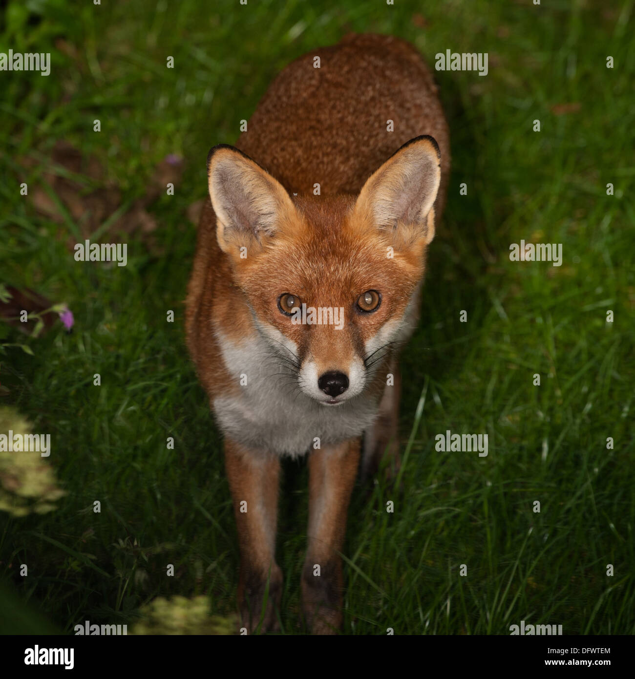 Abend Zeit Garten Besucher Stockfoto