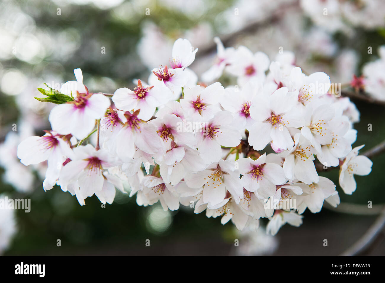 Kirschblüte in Japan Stockfoto