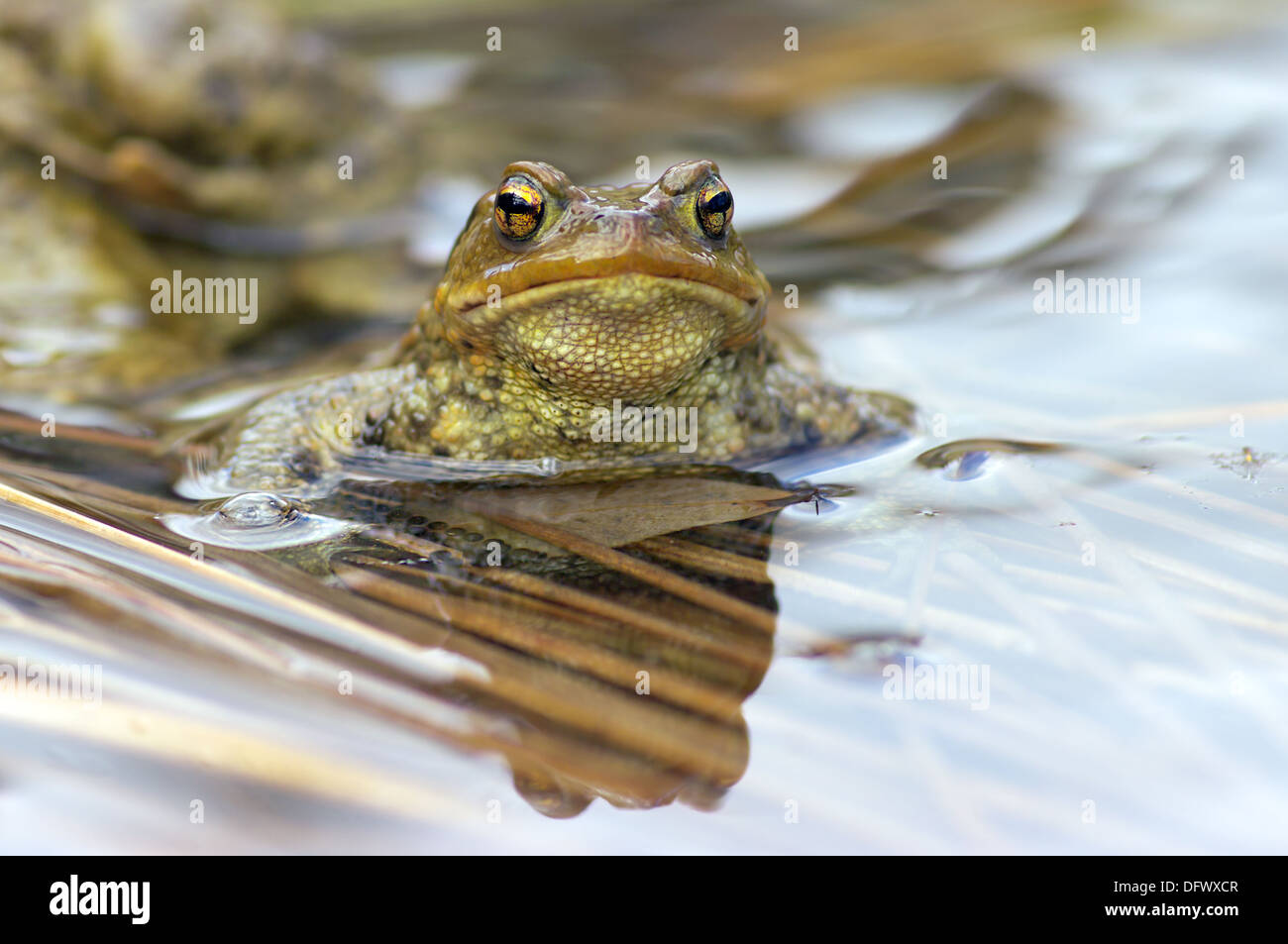 Nahaufnahme einer männlichen Kröte im Wasser. Stockfoto