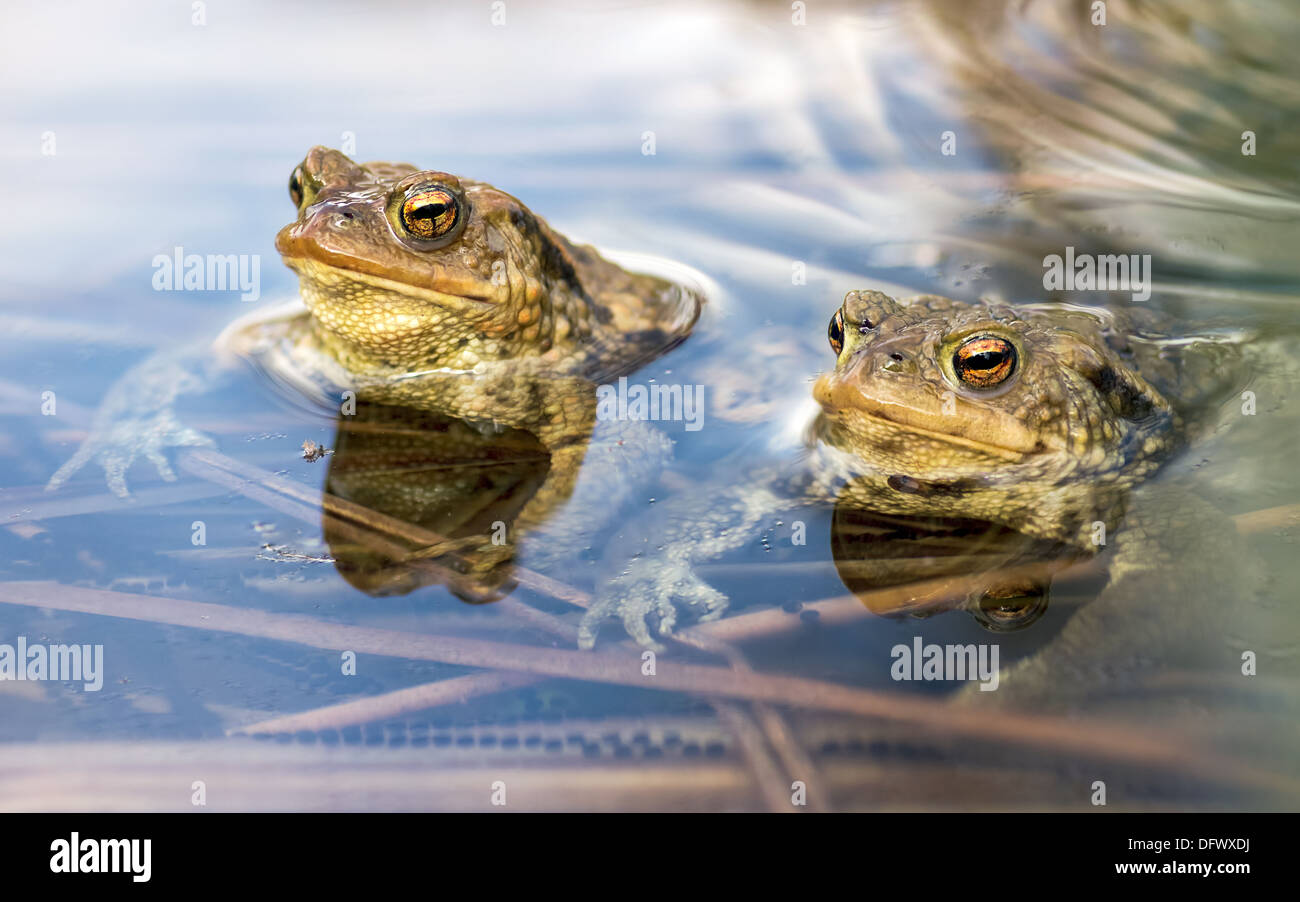 Die Männchen die Weibchen im Wasser warten. Stockfoto