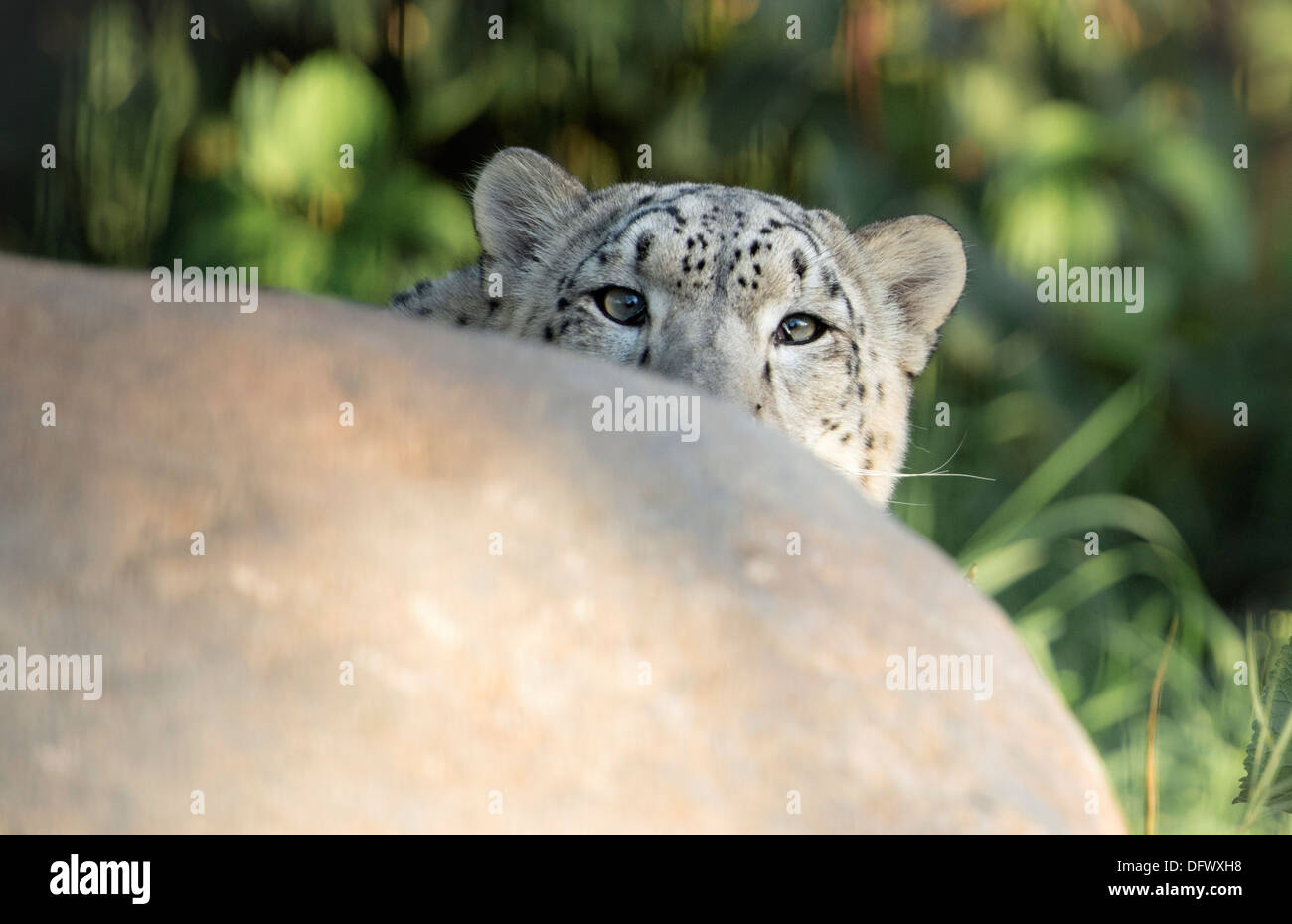 Weibliche Schneeleopard peering über Felsen Stockfoto