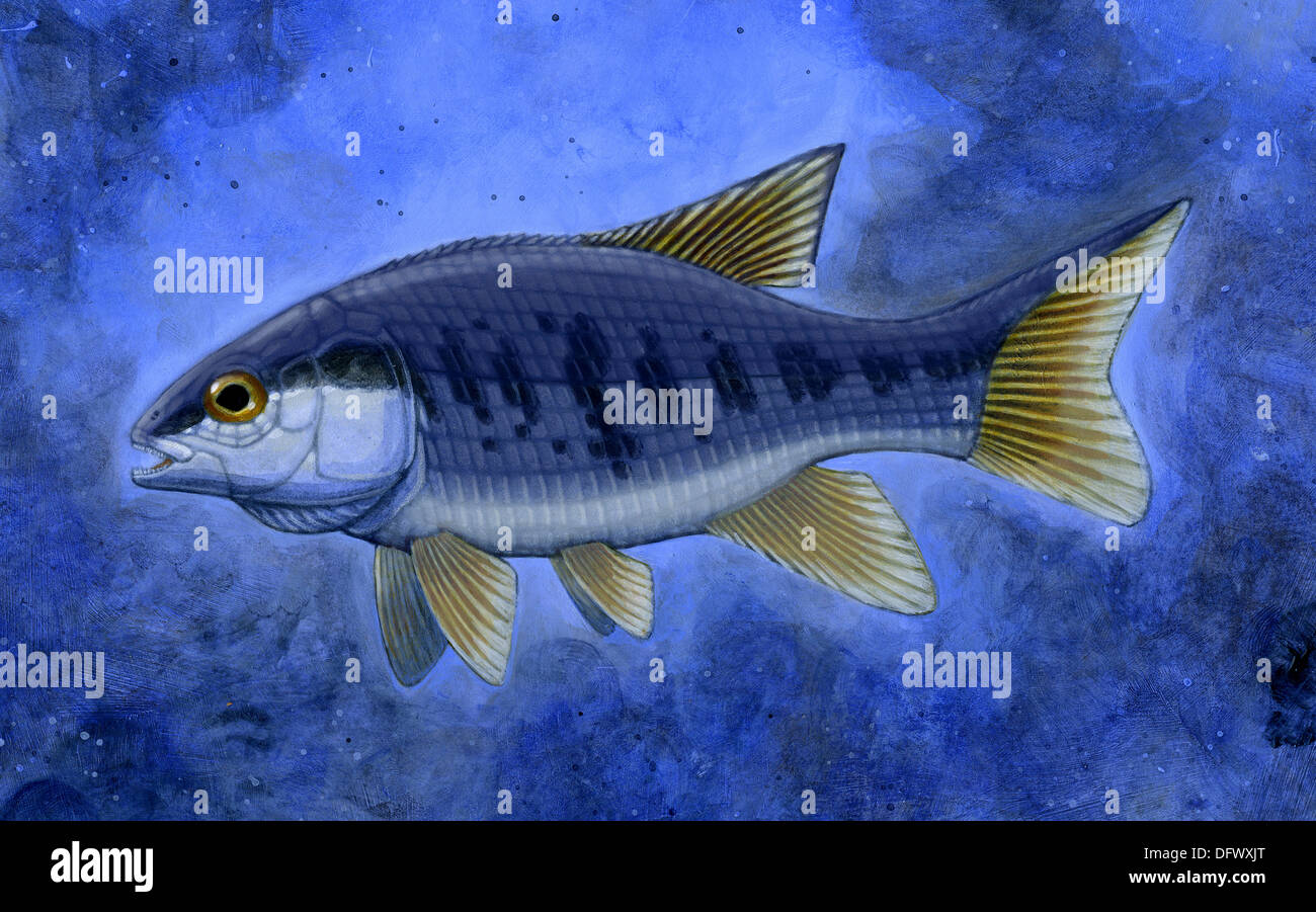 Semionotus (Flag-Rückseite), eine ausgestorbene Gattung der Knochenfische. Stockfoto