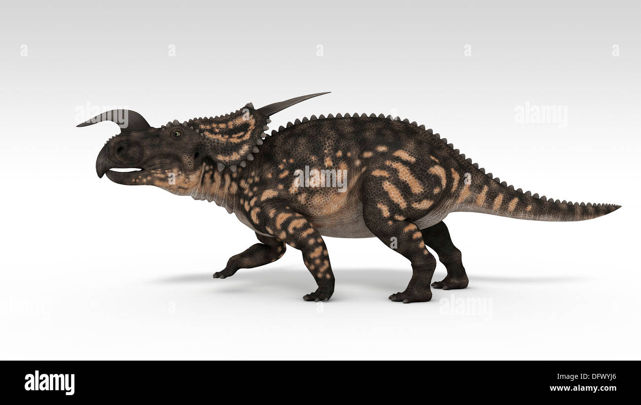 Einiosaurus Dinosaurier, weißen Hintergrund. Stockfoto