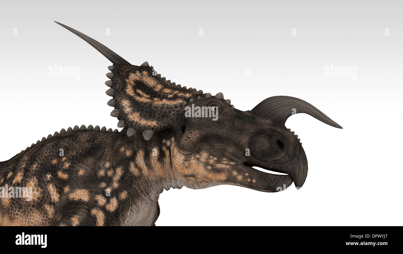 Einiosaurus Dinosaurier, weißen Hintergrund. Stockfoto