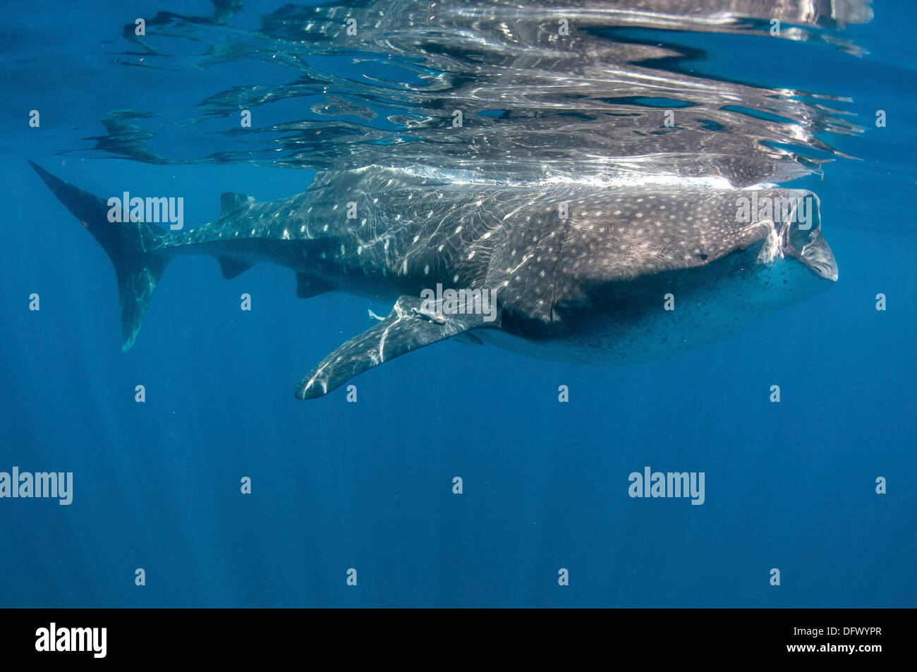 Wal-Hai Fütterung vor der Küste der Isla Mujeres, Mexiko. Stockfoto