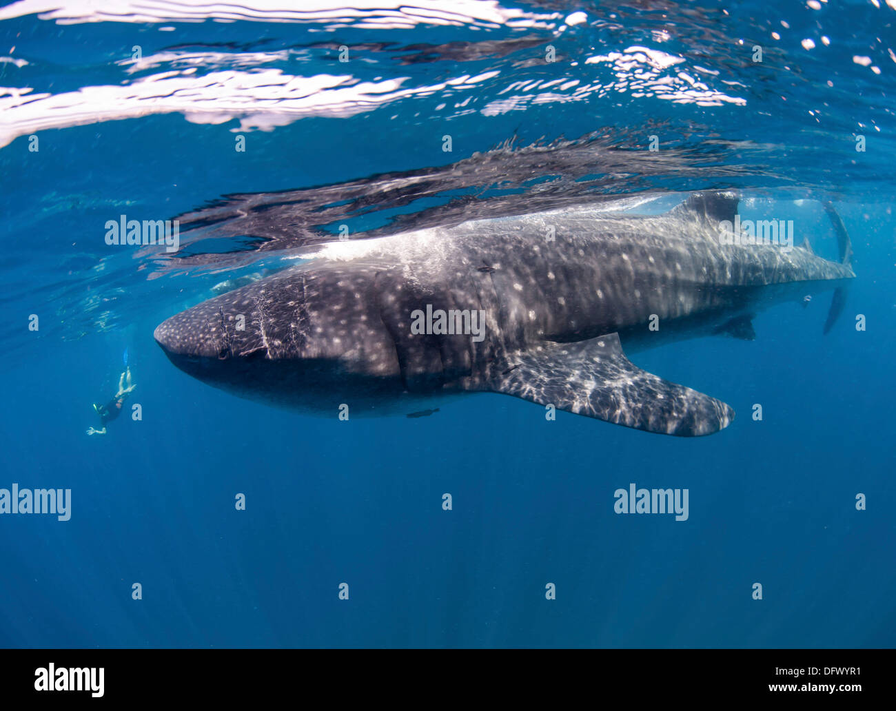 Wal-Hai Fütterung vor der Küste der Isla Mujeres, Mexiko, mit Schnorchler im Hintergrund. Stockfoto
