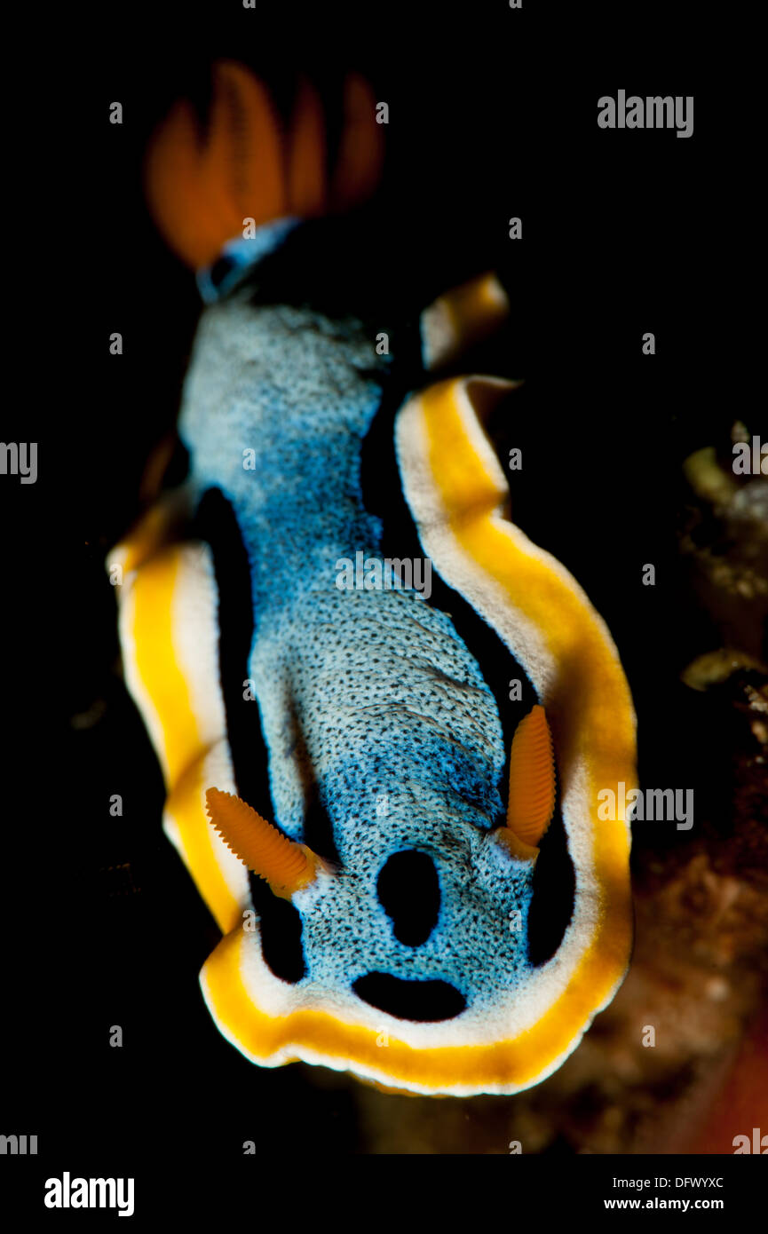 Annas Chromodoris (Chromodoris Annae) Nacktschnecken Seeschnecke, Aljui Bay, Raja Ampat, Indonesien. Stockfoto