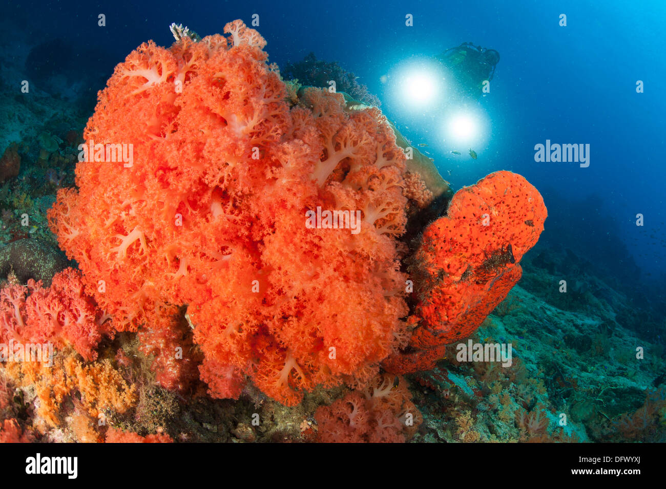 Bunte Riffe in Raja Ampat bedeckt in orange Dendronephthya Weichkorallen, West-Papua, Indonesien. Stockfoto