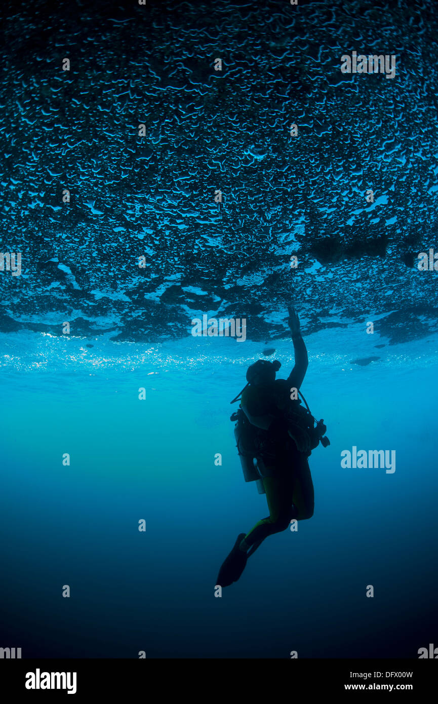 Ein Taucher reicht bis um zu berühren die Decke einen Hinterschnitt, verursacht durch die Welle Erosion, Raja Ampat, West-Papua, Indonesien. Stockfoto