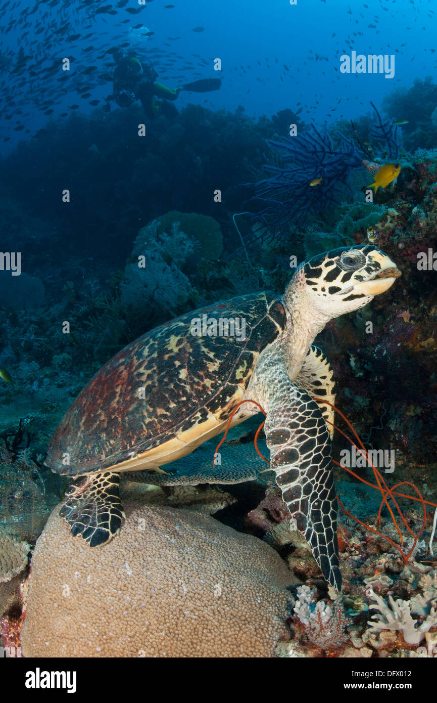 Echte Karettschildkröte auf einem Riff mit Taucher im Hintergrund, Raja Ampat, West-Papua, Indonesien. Stockfoto