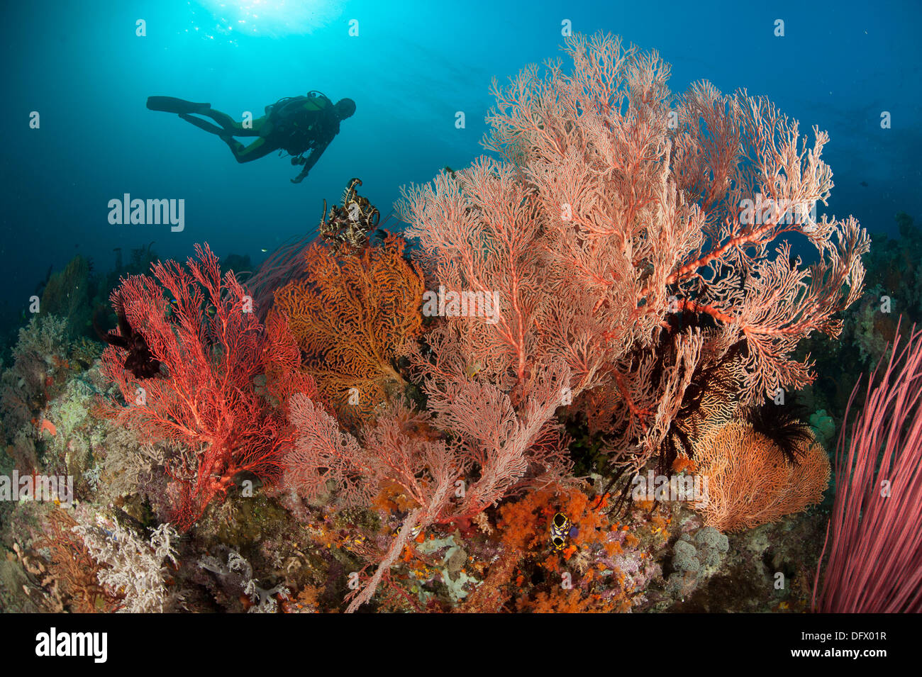 Gorgonien auf einem Riff in Raja Ampat, West-Papua, Indonesien. Taucher im Hintergrund. Stockfoto